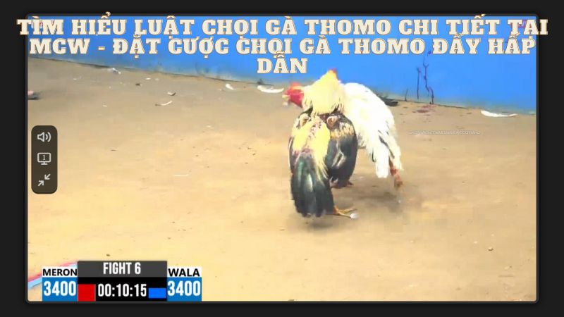 Chọi gà Thomo tại MCW, môi trường an toàn và chuyên nghiệp